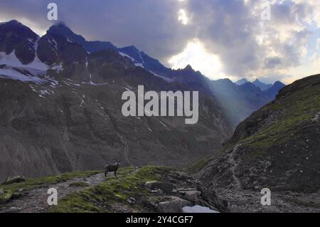 Alpensteinböcke und Wolkenstrahlen, Ochsental, Silvretta, Vorarlberg Stockfoto