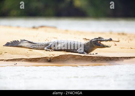 Brillenkaiman (Caiman crocodilius) Panatanal Brasilien Stockfoto