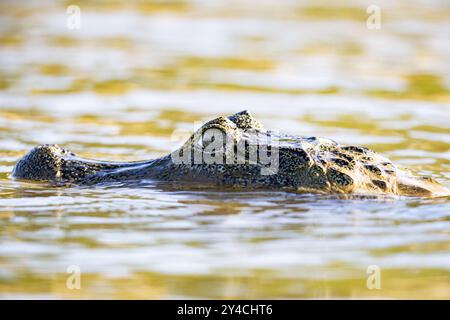 Brillenkaiman (Caiman crocodilius) Panatanal Brasilien Stockfoto