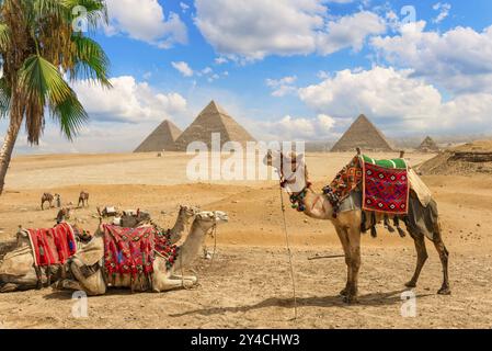 Kamele ruhen unter Palmen in der Wüste von Gizeh in der Nähe von Pyramiden, Ägypten, Afrika Stockfoto