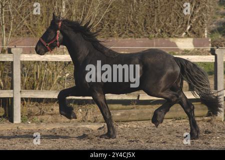 Friesischer Hengst, der im Fahrerlager trabt Stockfoto