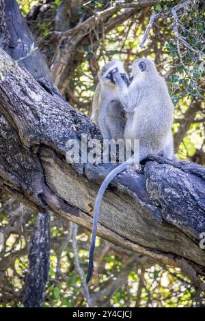 Zwei Rotvetaffen (Chlorocebus pygerythrus), die auf einem Baum sitzen und lauern, Manyeleti Game Reserve, Südafrika, Afrika Stockfoto