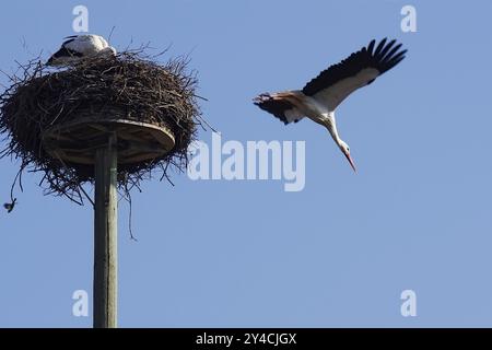 Weißstorch, der vom abhebt Stockfoto