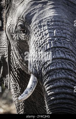 Afrikanischer Elefant (Loxodonta africana) Porträt, Detail, Nahaufnahme, Manyeleti Game Reserve, Südafrika, Afrika Stockfoto