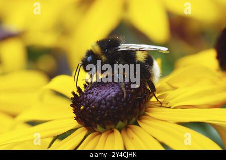 Erdhummel auf Coneflower Stockfoto