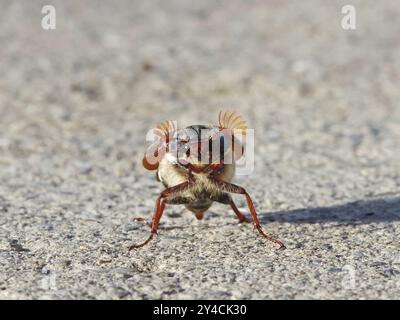 Tanzender Cockchafer vor dem Start Stockfoto