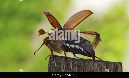 Cockchafer entfaltet seine Flügel vor dem Start Stockfoto