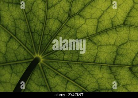 Unteransicht der Blattoberfläche eines Kapuzinerkasturtiums - Stockfoto