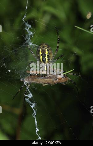 Wespenspinne mit eingesponnenem Grashüpfer als Beute Stockfoto