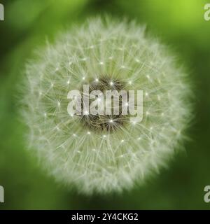 Blick von oben auf die Regenschirme einer Löwenzahn-Blume Stockfoto