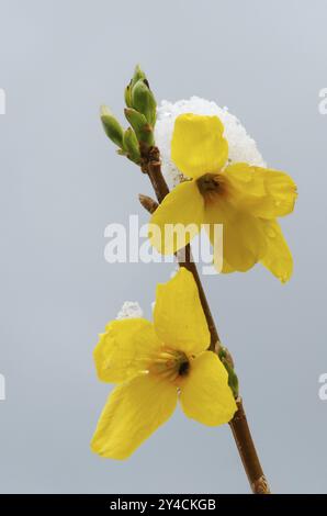 Schneebedeckte Forsythien nach einem kalten Schwitzen mit Schneefall Stockfoto