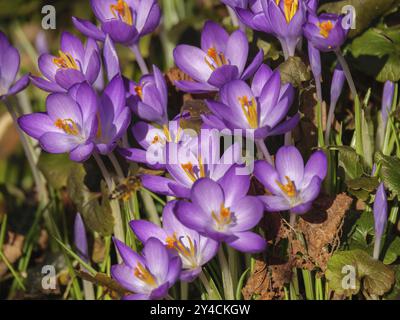 Mehrere lila blühende Krokusse stehen dicht beieinander im grünen Gras, wuellen, münsterland, Detuschland Stockfoto