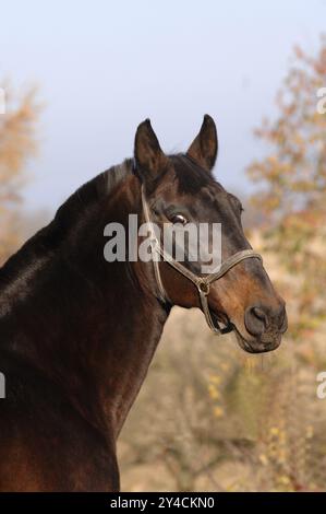 Tschechisches Warmblut, dunkelbraun mit Lederhalter Stockfoto