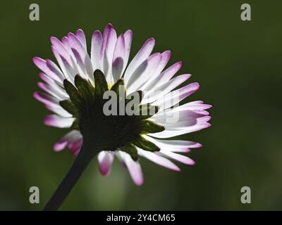 Daisy-Ansicht von unten Stockfoto