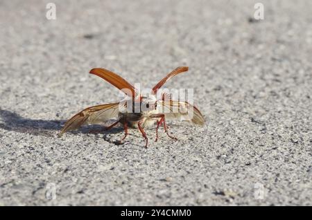 Cockchafer vor dem Start mit hochgeklappten Abdeckungen und ausgeklappten Flügeln Stockfoto