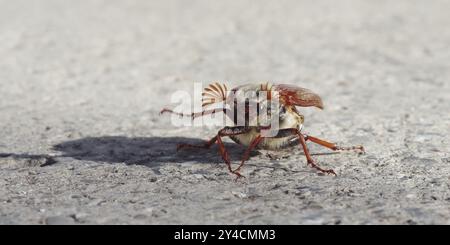 Cockchafer vor dem Start Stockfoto