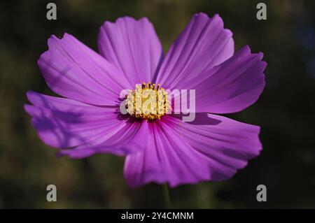 Schmuckkorb auf einer Blumenwiese Stockfoto