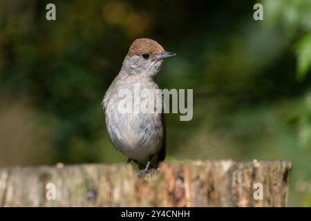 Eine Eurasische Blackcap-Frau (Sylvia atricapilla) saß auf einem Zweig in England Stockfoto