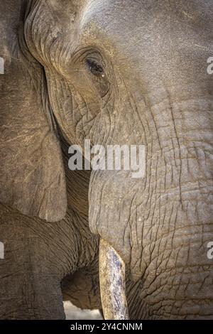 Afrikanischer Elefant (Loxodonta africana) Porträt, Detail, Nahaufnahme, Manyeleti Game Reserve, Südafrika, Afrika Stockfoto