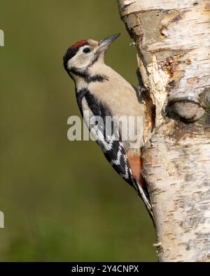 Jungspecht (Dendrocopus Major) auf einer Silberbirke im Peak District NP. Stockfoto