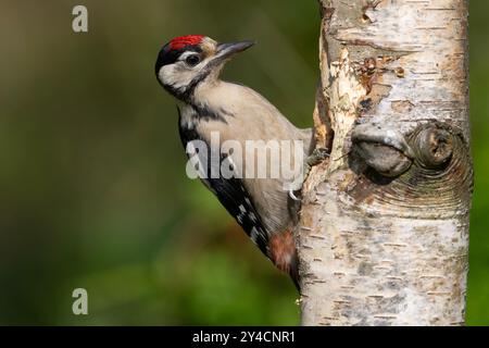 Jungspecht (Dendrocopus Major) auf einer Silberbirke im Peak District NP. Stockfoto