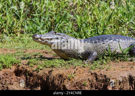 Brillenkaiman (Caiman crocodilius) Panatanal Brasilien Stockfoto