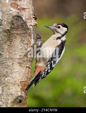 Jungspecht (Dendrocopus Major) auf einer Silberbirke im Peak District NP. Stockfoto