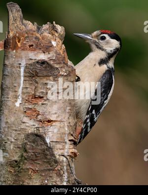 Jungspecht (Dendrocopus Major) auf einer Silberbirke im Peak District NP. Stockfoto