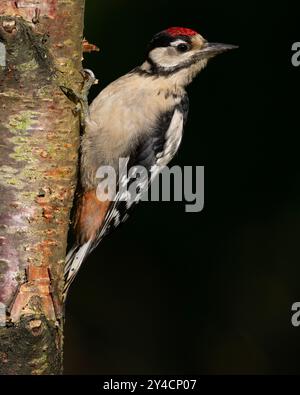 Jungspecht (Dendrocopus Major) auf einer Silberbirke im Peak District NP. Stockfoto