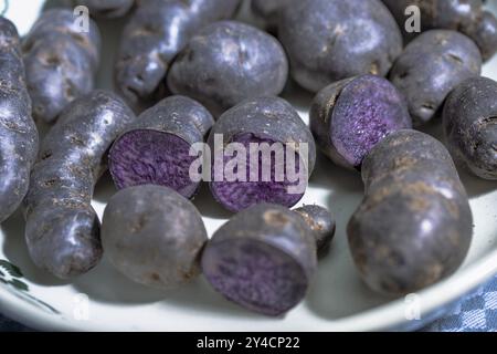 Trüffelkartoffel, Vitelotte, Blauviolett-Kartoffeln in einer nostalgischen Schüssel Stockfoto