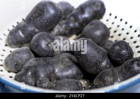 Trüffelkartoffel, Vitelotte, Blauviolettkartoffeln im nostalgischen Sieb Stockfoto