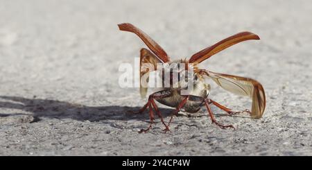 Cockchafer entfaltet seine Flügel vor dem Start Stockfoto