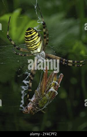 Wespenspinne mit eingesponnenem Grashüpfer als Beute Stockfoto