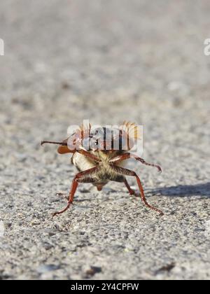 Tanzender Cockchafer vor dem Start Stockfoto