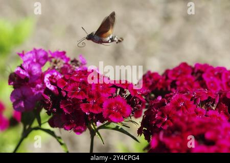 Taube Schwanz im Flug Stockfoto