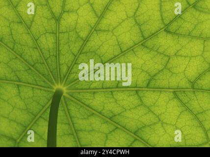 Unteransicht der Blattoberfläche eines Kapuzinerkasturtiums Stockfoto