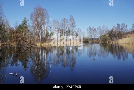 Geschützter Waldwald an einem Moorsee im Pfrunger Ried bei Wilhelmsdorf Stockfoto