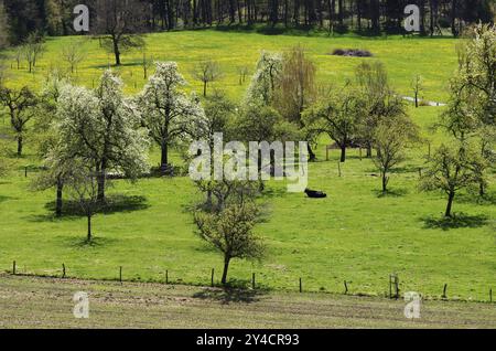 Obstwiesen im Frühling aus der Vogelperspektive Stockfoto