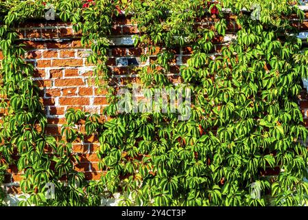 Grüne Efeu klettern auf einem alten Red brick wall Stockfoto