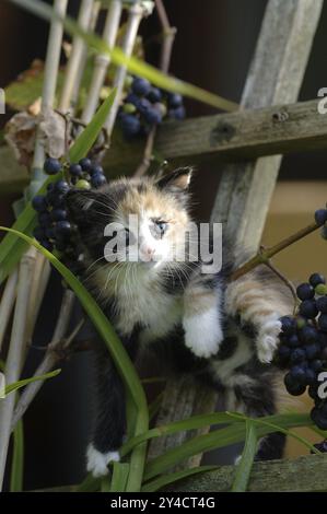 Buntes Kätzchen, Trauben, Holzstangen Stockfoto