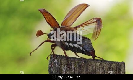 Cockchafer entfaltet seine Flügel vor dem Start Stockfoto