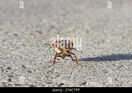 Tanzender Cockchafer vor dem Start Stockfoto