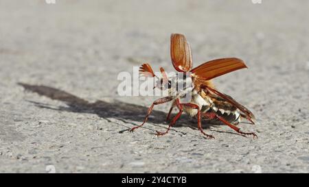 Cockchafer entfaltet seine Flügel vor dem Start Stockfoto