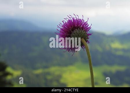 Almdistel, Hochgrat, Naturpark Nagelfluhkette Stockfoto