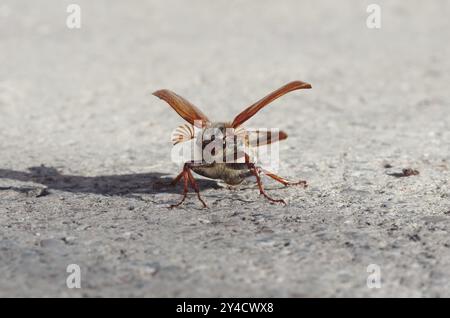 Cockchafer entfaltet seine Flügel vor dem Start Stockfoto