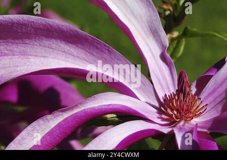 Die Blüte einer violetten Magnolie Stockfoto