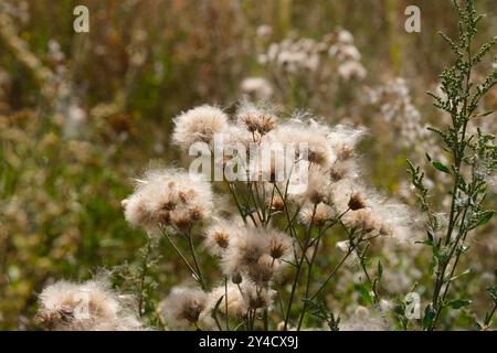 Nahaufnahme einer Kriechdistel (Cirsium arvense) nach Blüte mit flauschigen Samen in der Natur Stockfoto