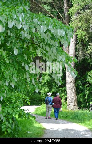 Ein Paar, das einen Pfad im RHS Garden Harlow Carr entlang geht, mit Taschentuch Davidia involucrata blüht im Vordergrund May UK Stockfoto
