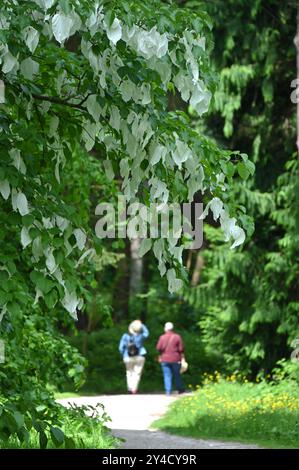 Ein Paar, das einen Pfad im RHS Garden Harlow Carr entlang geht, mit Taschentuch Davidia involucrata blüht im Vordergrund May UK Stockfoto