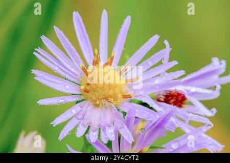Morgentau auf dem Makrobild der Western Aster Blume in Boise Idaho Stockfoto